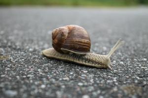 Snail crawling on pavement