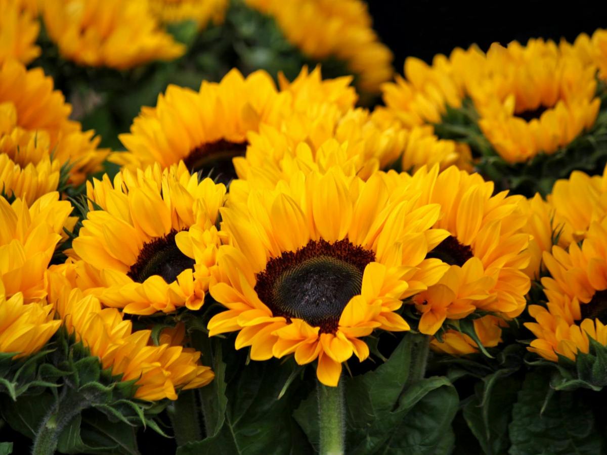 Autism Acceptance Month 2026